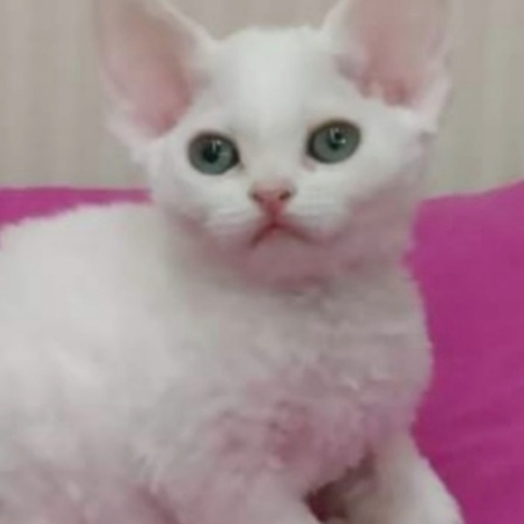 Meet your Posher, Mary - Picture 1 of 1